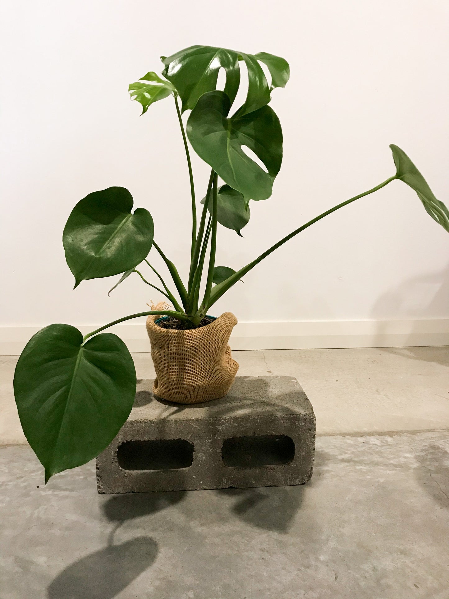 Monstera Deliciosa Small