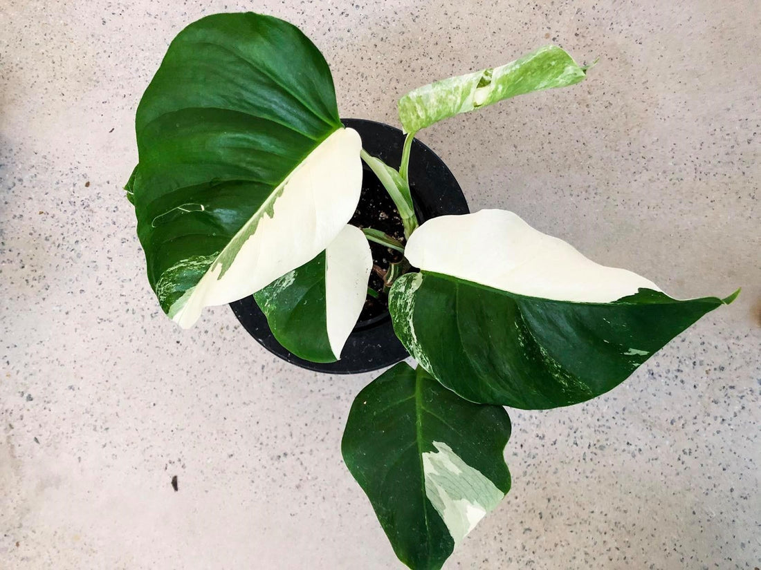 Variegated Monstera Care