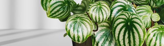 Watermelon Peperomia