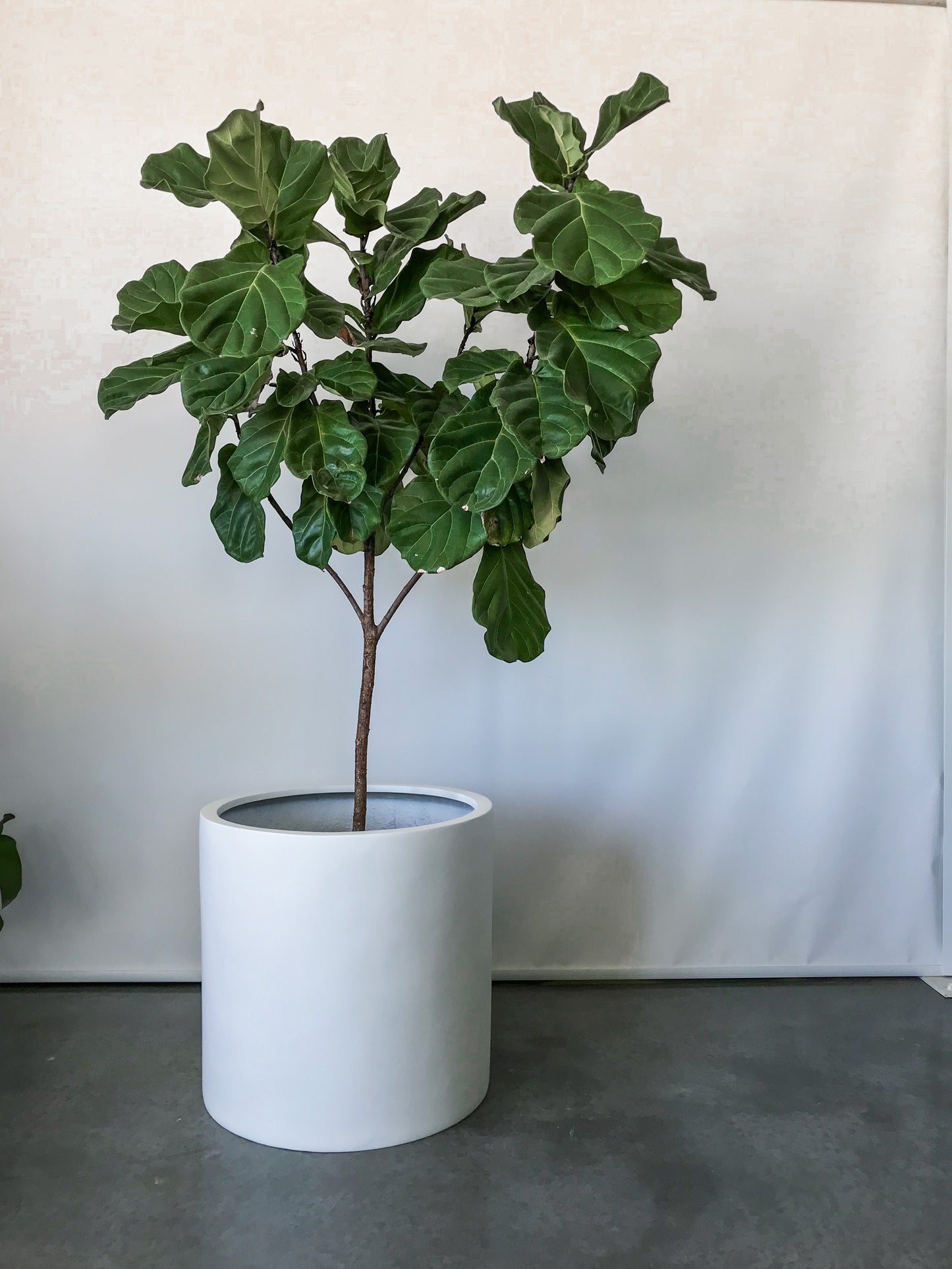 white pot plant, white plant pots indoor
