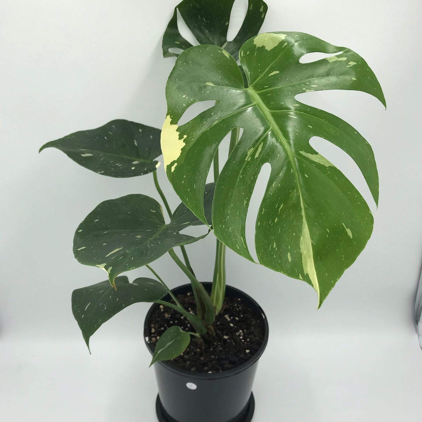 Monstera Deliciosa “Thai Constellation”