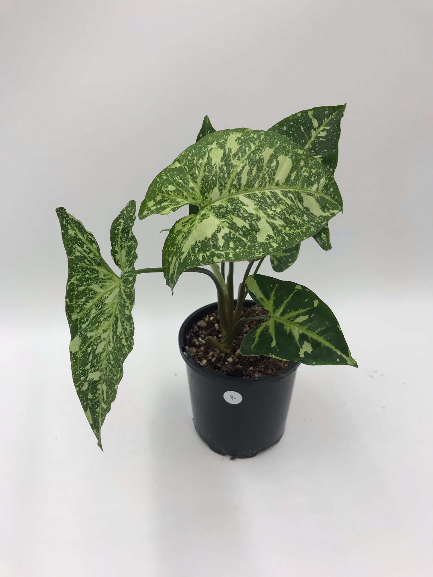 Syngonium Panda