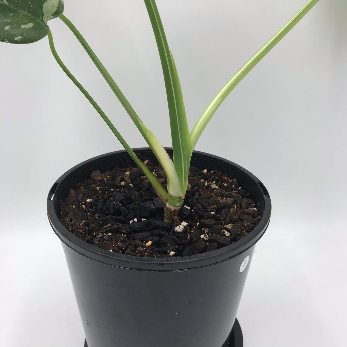 Monstera Deliciosa “Thai Constellation”